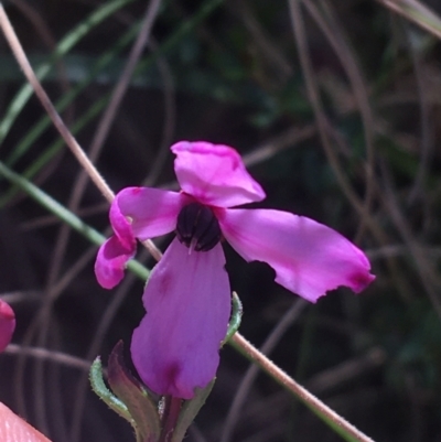 Tetratheca bauerifolia (Heath Pink-bells) at Paddys River, ACT - 9 Oct 2021 by NedJohnston