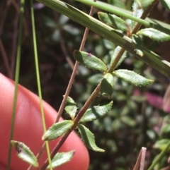 Tetratheca bauerifolia at Paddys River, ACT - 9 Oct 2021