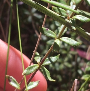 Tetratheca bauerifolia at Paddys River, ACT - 9 Oct 2021