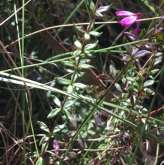 Tetratheca bauerifolia at Paddys River, ACT - 9 Oct 2021