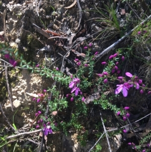 Tetratheca bauerifolia at Paddys River, ACT - 9 Oct 2021