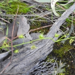 Drosera (genus) (A Sundew) at Carwoola, NSW - 7 Oct 2021 by Liam.m