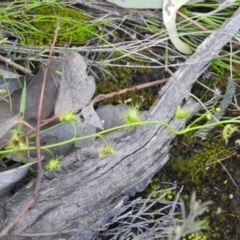 Drosera sp. (A Sundew) at Carwoola, NSW - 7 Oct 2021 by Liam.m