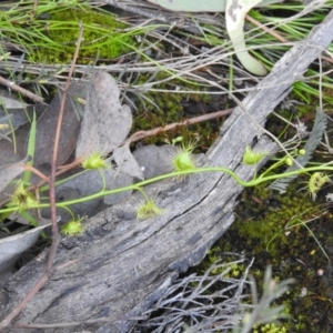 Drosera sp. at Carwoola, NSW - 7 Oct 2021