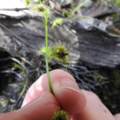 Drosera sp. at Carwoola, NSW - 7 Oct 2021