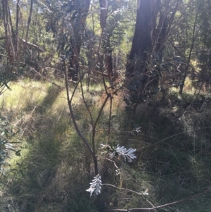 Banksia marginata at Paddys River, ACT - 9 Oct 2021