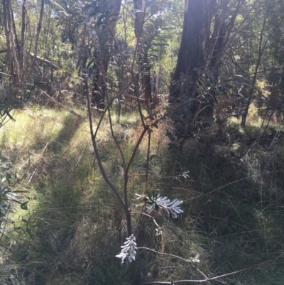 Banksia marginata (Silver Banksia) at Paddys River, ACT - 9 Oct 2021 by NedJohnston