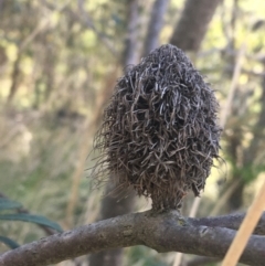 Banksia marginata at Paddys River, ACT - 9 Oct 2021 02:26 PM