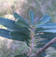 Banksia marginata at Paddys River, ACT - 9 Oct 2021