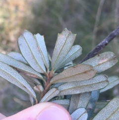 Banksia marginata at Paddys River, ACT - 9 Oct 2021