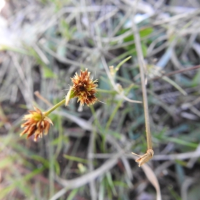 Luzula meridionalis (Common Woodrush) at Carwoola, NSW - 6 Oct 2021 by Liam.m