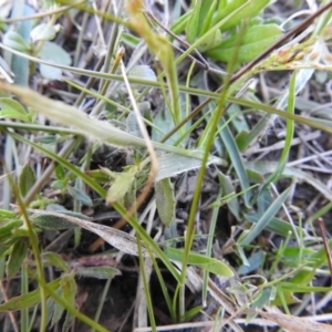 Luzula meridionalis at Carwoola, NSW - 7 Oct 2021