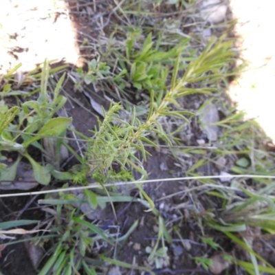 Chrysocephalum semipapposum (Clustered Everlasting) at Carwoola, NSW - 7 Oct 2021 by Liam.m