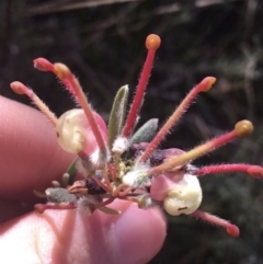 Grevillea lanigera (Woolly Grevillea) at Tidbinbilla Nature Reserve - 9 Oct 2021 by Ned_Johnston