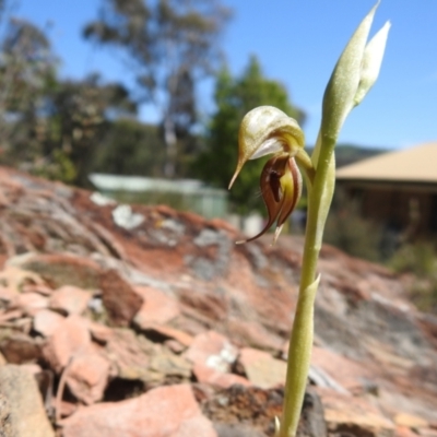 Oligochaetochilus hamatus (Southern Hooked Rustyhood) at Carwoola, NSW - 8 Oct 2021 by Liam.m