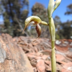 Oligochaetochilus hamatus at Carwoola, NSW - 8 Oct 2021