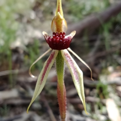 Caladenia actensis (Canberra Spider Orchid) at Mount Majura - 10 Oct 2021 by Lou