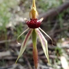 Caladenia actensis (Canberra Spider Orchid) at Watson, ACT - 10 Oct 2021 by Lou