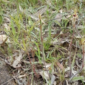 Caladenia actensis at suppressed - 10 Oct 2021