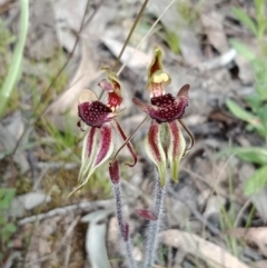 Caladenia actensis at suppressed - 10 Oct 2021