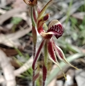 Caladenia actensis at suppressed - 10 Oct 2021