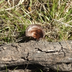 Unverified Fungus by Liam.m