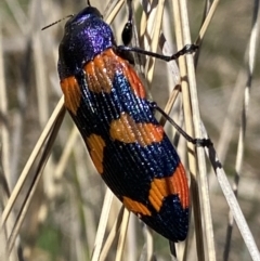 Castiarina insularis (A jewel beetle) at Mount Clear, ACT - 9 Oct 2021 by RAllen