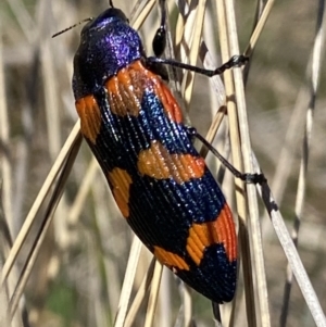 Castiarina insularis at Mount Clear, ACT - 9 Oct 2021