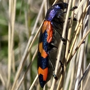 Castiarina insularis at Mount Clear, ACT - suppressed