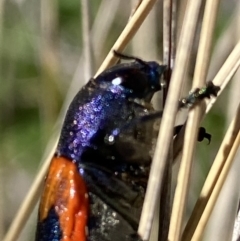 Castiarina insularis at Mount Clear, ACT - 9 Oct 2021