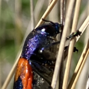 Castiarina insularis at Mount Clear, ACT - suppressed