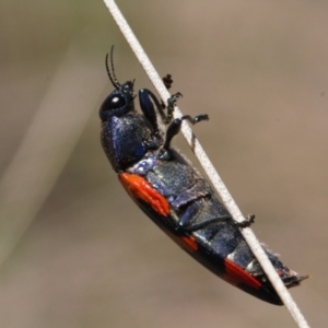 Castiarina insularis at Mount Clear, ACT - suppressed