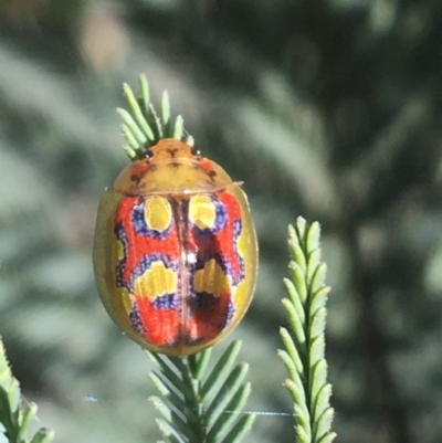 Paropsisterna nobilitata (Leaf beetle, Button beetle) at Paddys River, ACT - 9 Oct 2021 by NedJohnston