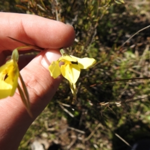 Diuris chryseopsis at suppressed - 7 Oct 2021