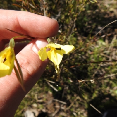 Diuris chryseopsis (Golden Moth) at Carwoola, NSW - 7 Oct 2021 by Liam.m