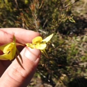 Diuris chryseopsis at suppressed - 7 Oct 2021