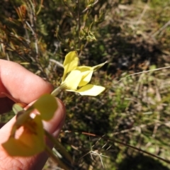 Diuris chryseopsis at suppressed - 7 Oct 2021