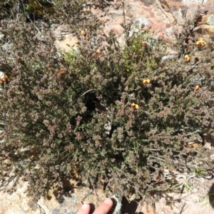 Dillwynia sericea at Carwoola, NSW - suppressed