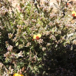 Dillwynia sericea at Carwoola, NSW - 10 Oct 2021