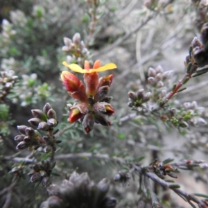 Dillwynia sericea at Carwoola, NSW - suppressed