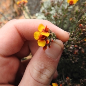 Dillwynia sericea at Carwoola, NSW - suppressed