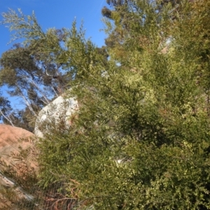 Acacia pravifolia at Carwoola, NSW - 8 Oct 2021