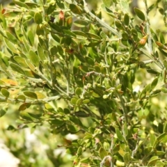 Acacia pravifolia at Carwoola, NSW - suppressed