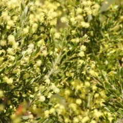 Acacia pravifolia at Carwoola, NSW - suppressed