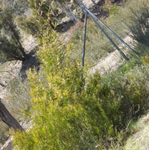 Acacia sp. at Carwoola, NSW - suppressed