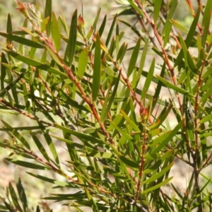 Acacia sp. at Carwoola, NSW - suppressed