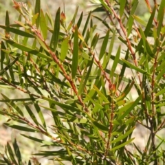 Acacia sp. at Carwoola, NSW - 8 Oct 2021