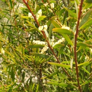 Acacia sp. at Carwoola, NSW - suppressed