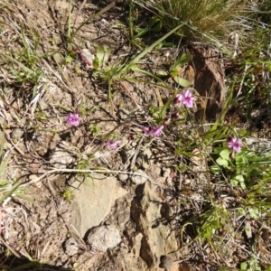 Arthropodium minus at Carwoola, NSW - 9 Oct 2021