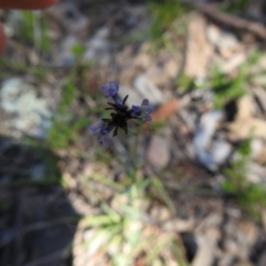 Linaria arvensis at Carwoola, NSW - 9 Oct 2021